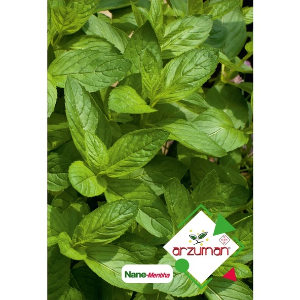 Arzuman Nane (Mentha) Çiçek Tohumu 100 Adet ürün görseli