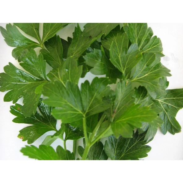 Arzuman D`Giant İtaliana Maydanoz (İthal) 10 Gram ürün görseli