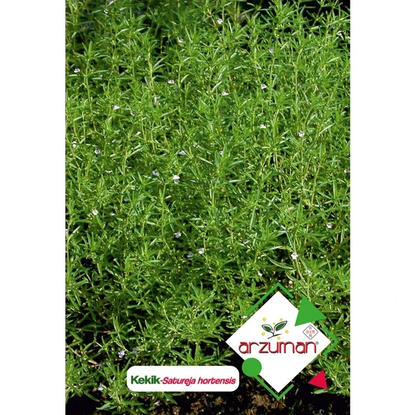Arzuman Kekik (Satureja Hortensis) Çiçek Tohumu 100 Adet ürün görseli