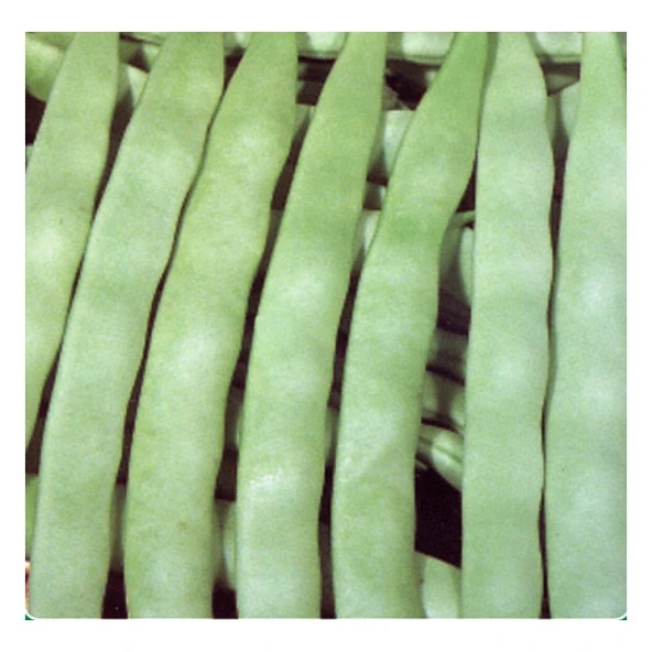 Arzuman Fasulye (Öz Ayşe ) 50 Gram ürün görseli