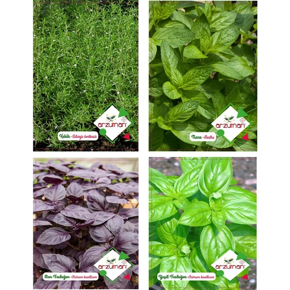 Arzuman Kekik Nane Mor Fesleğen Yeşil Fesleğen Tohumu ürün görseli