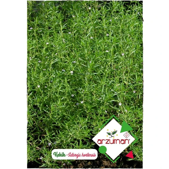 Arzuman Kekik Tohumu 100'lü ürün görseli