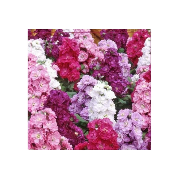 Arzuman Şebboy Tohumu 100'lü ürün görseli