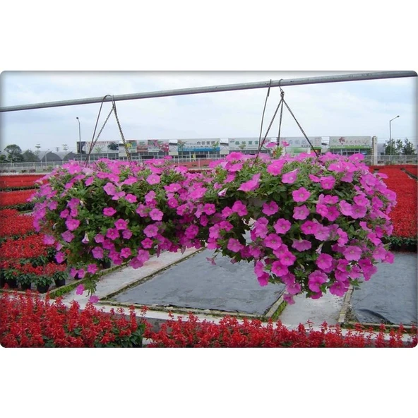 Arzuman Petunya Çiçeği Tohumu 100'lü ürün görseli