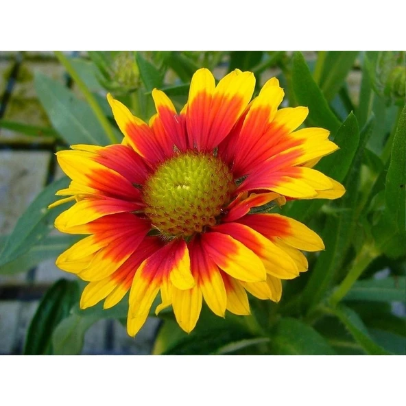 Arzuman Ayyıldız Çiçeği 50'li ürün görseli