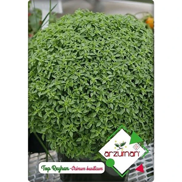 Arzuman Küçük Çiftlik Top Reyhan (Fesleğen) (100 Adet) ürün görseli