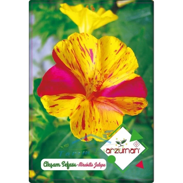 Arzuman Akşam Sefası Tohumu (25 Adet) Karışık Renk ürün görseli