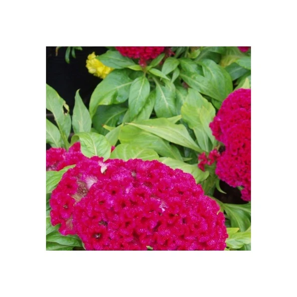 Arzuman Horozibiği 100'lü ürün görseli