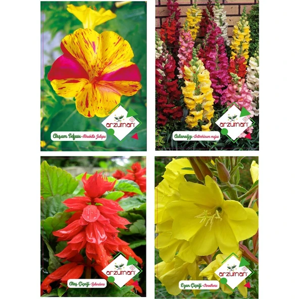 Arzuman Akşam Sefası Aslan Ağzı Ateş Çiçeği Ezan Çiçeği Tohumu ürün görseli