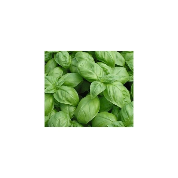 Arzuman Yeşil Fesleğen 100'lü ürün görseli