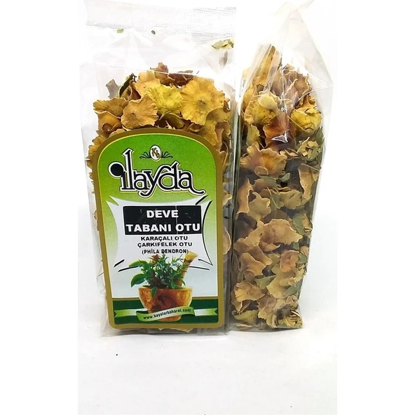 İLAYDA Deve Tabanı Otu  (Phila Dendron ) ürün görseli
