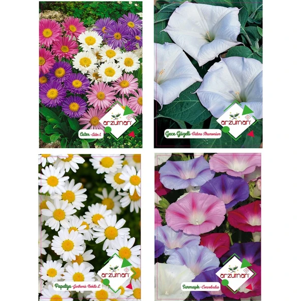 Arzuman Aster Gece Güzeli Papatya Sarmaşık Tohumu ürün görseli