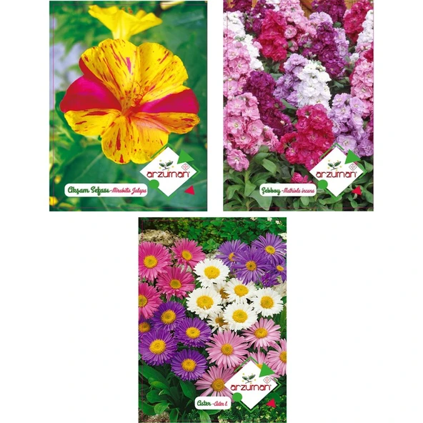 Arzuman Akşam Sefası Şebboy Aster Tohumu ürün görseli