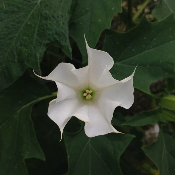 Plantistanbul Datura Stramonium Gece Güzeli Beyaz Renk Çiçek Tohumu +- 15'li ürün görseli