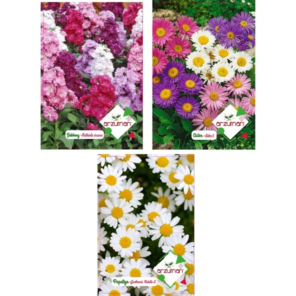 Arzuman Şebboy Aster Papatya Tohumu ürün görseli