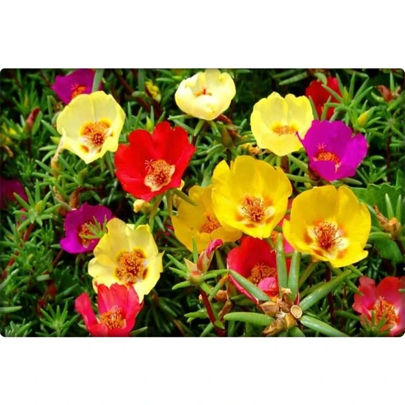 Arzuman Ipek Çiçeği Şellaki 100 Adet Karışık Renk ürün görseli