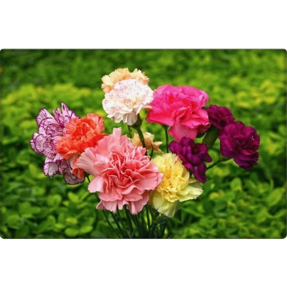 Arzuman Karanfil Çiçeği Tohumu 100'lü ürün görseli