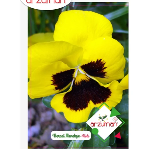 Arzuman Hercai Menekşe Tohumu 100'lü ürün görseli