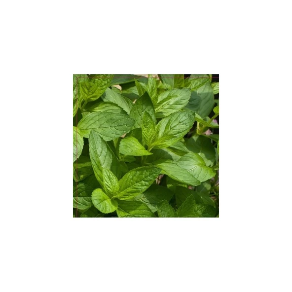 Arzuman Nane Tohumu (100 Adet) Keskin Kokulu ürün görseli