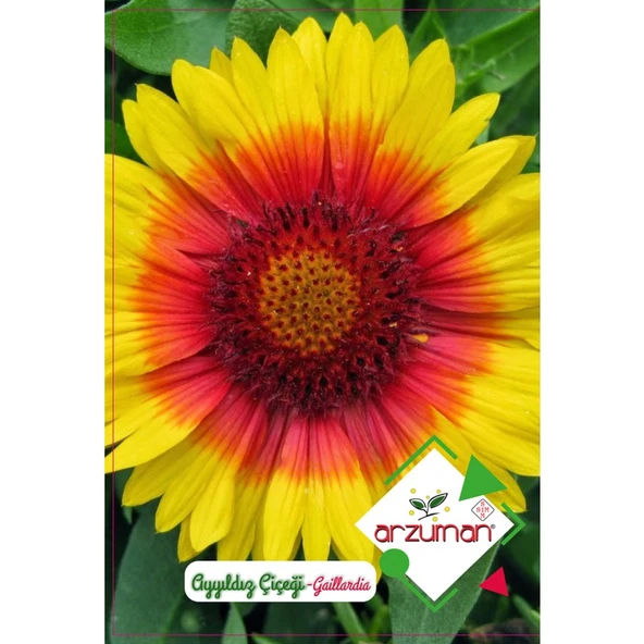 Arzuman Ayyıldız Çiçeği 50'li ürün görseli