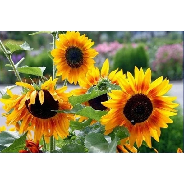 Arzuman Süs Ayçiçeği Tohumu 50'li ürün görseli