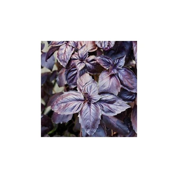 Arzuman Mor Fesleğen 100'lü ürün görseli