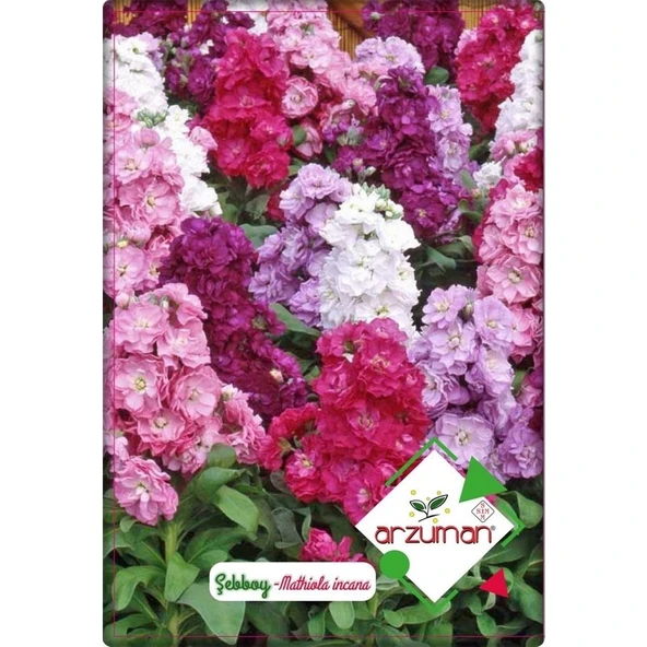 Arzuman Şebboy Çiçeği 100'lü  Karışık Renk ürün görseli