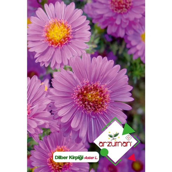 Arzuman Dilber Kirpiği (Aster L.) Çiçek Tohumu 50 Adet ürün görseli