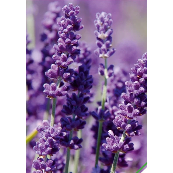 Arzuman Lavanta (Lavandula) Çiçek Tohumu 100 Adet ürün görseli