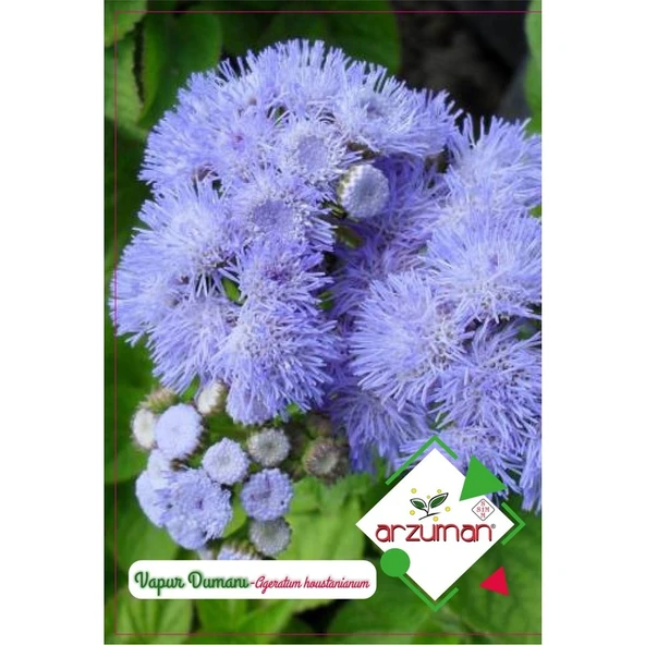 Arzuman Vapur Dumanı Çiçeği Tohumu (100 Adet) ürün görseli