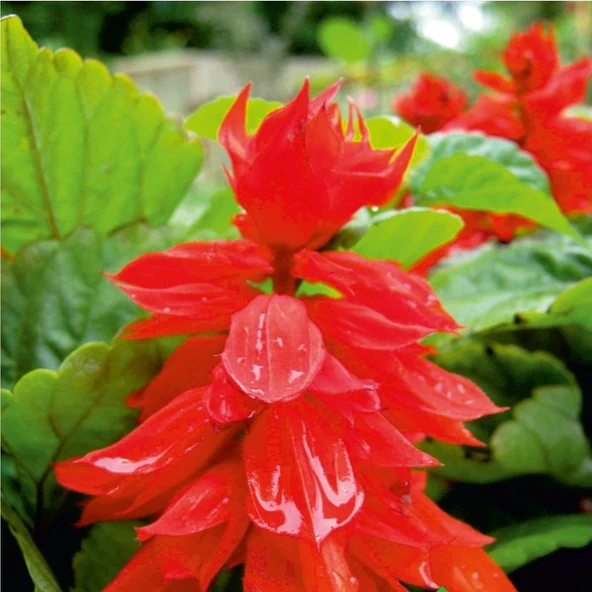 Arzuman Ateş Çiçeği (Salvia Splendens) Çiçek Tohumu 30 Adet ürün görseli