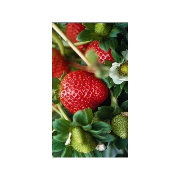 Arzuman Çilek-Fragaria ürün görseli