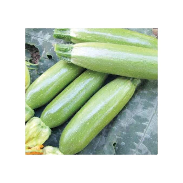 Arzuman Beyaz Sakız Kabak Tohumu ürün görseli