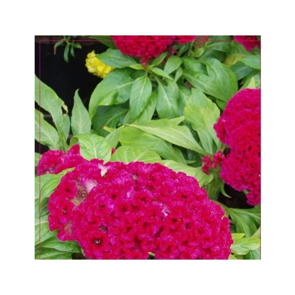 Arzuman Horozibiği (Celosia) Çiçek Tohumu 100 Adet ürün görseli