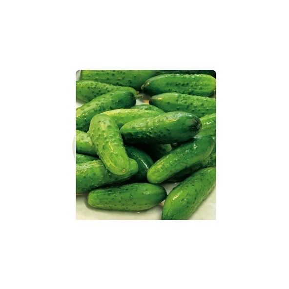 Tohum Diyarı Kornişon Salatalık Tohumu 10+ Tohum ürün görseli