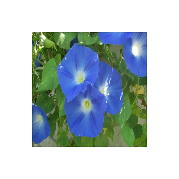 Arzuman Sarmaşık Mavi Iri (Ipomoea) Çiçek Tohumu 30 Adet - 1