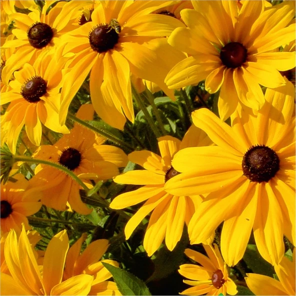 Arzuman Afrika Papatyası (Rudbeckia) Çiçek Tohumu 100 Adet ürün görseli