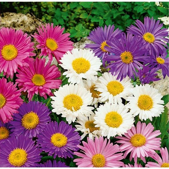 Arzuman Aster (Aster L.) Çiçek Tohumu 50 Adet - 1