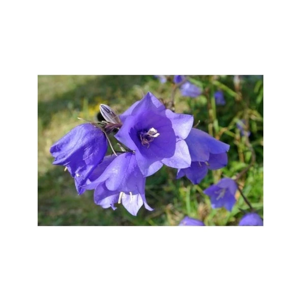 Arzuman Çan (Kadeh) Çiçeği Tohumu ürün görseli