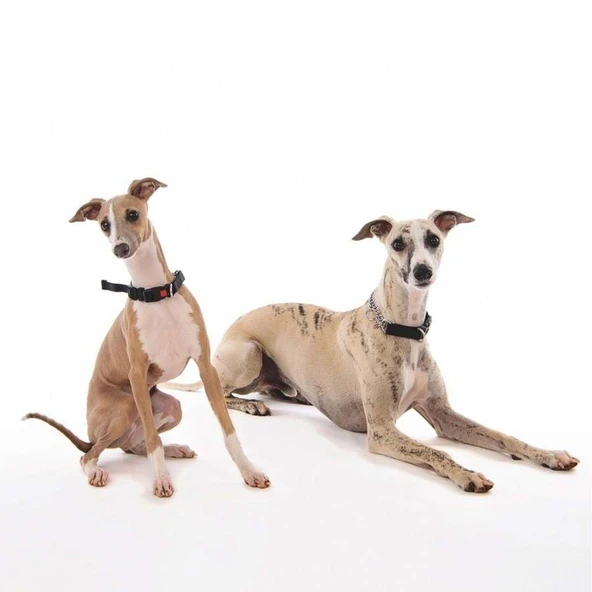 M-Pets Kombi 2in1 Köpek Eğitim Tasması Siyah M - Resim 2