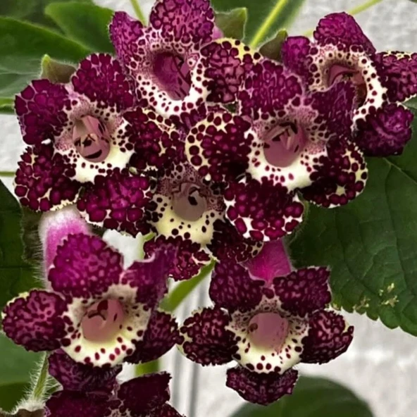 Rt's Blue Red  Kohleria  Japon Küpelisi Çiçeği Fidesi (Mini Potta) ürün görseli 1