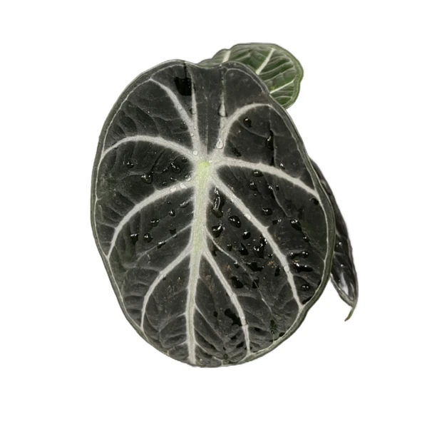 Alocasia Reginula 'Ninja' (Fil Kulağı) - Resim 2