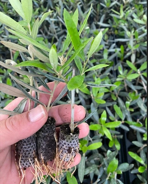 Nikah Düğün Organizasyon İçin Hediyelik Paper Potta Bodur Zeytin Fidanı (100 adet) - Resim 6