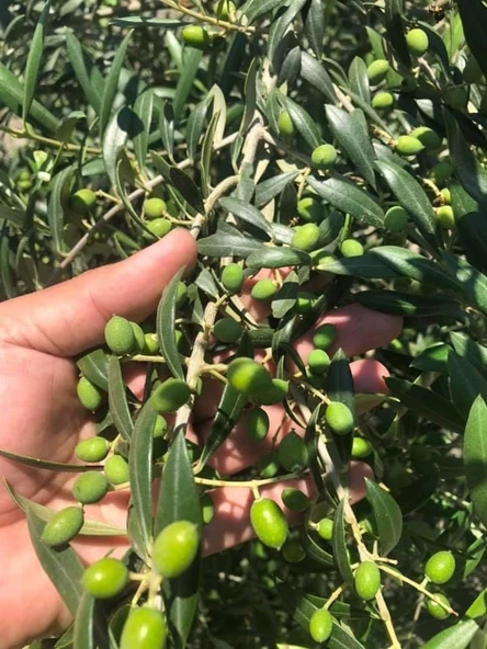 Nikah Düğün Organizasyon İçin Hediyelik Paper Potta Bodur Zeytin Fidanı (100 adet) - Resim 3