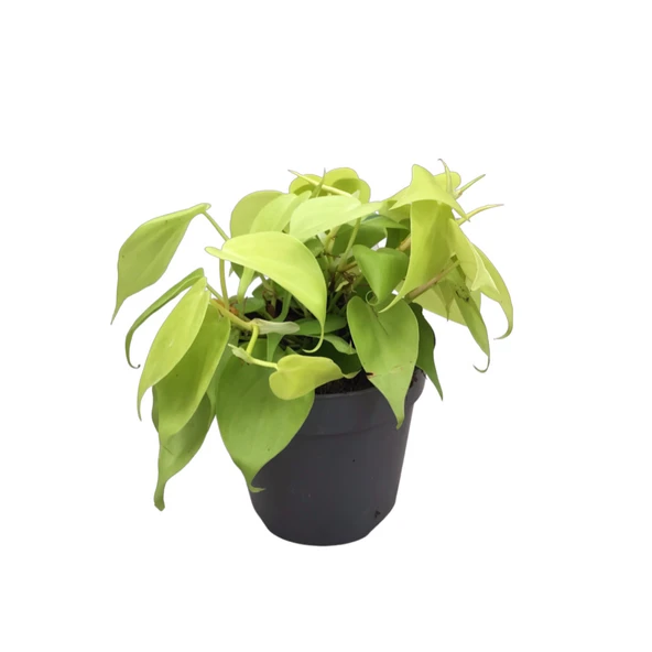 Philodendron Micans 'Lime' ürün görseli