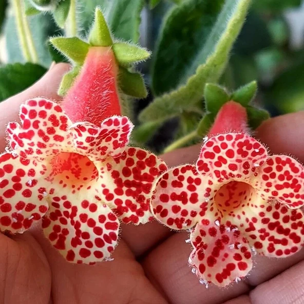 Koleksiyonluk İngirit  Kohleria Japon Küpelisi Çiçeği Fidesi (Mini Potta) ürün görseli 1