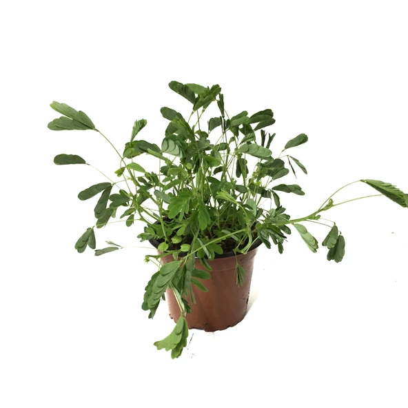 Mimosa Pudica (Küstüm Otu) ürün görseli