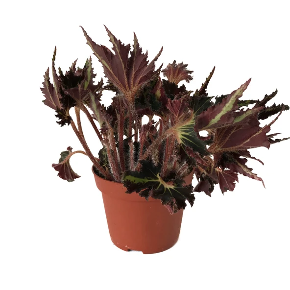 Begonia 'Break Dance' (Begonya Çiçeği) ürün görseli
