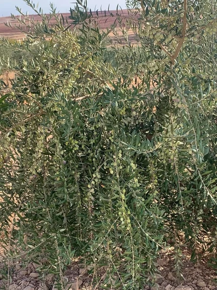 Nikah Düğün Organizasyon İçin Hediyelik Paper Potta Bodur Zeytin Fidanı (100 adet) - Resim 8