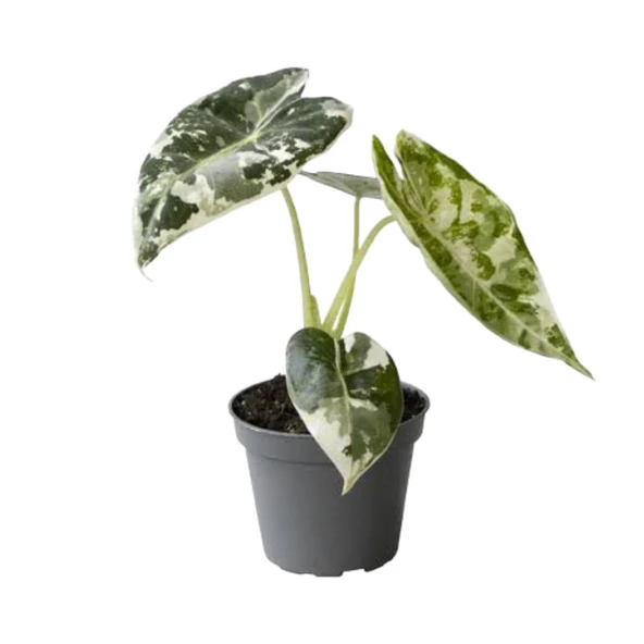 Alocasia Frydek ‘Variegata’ (Fil Kulağı) ürün görseli